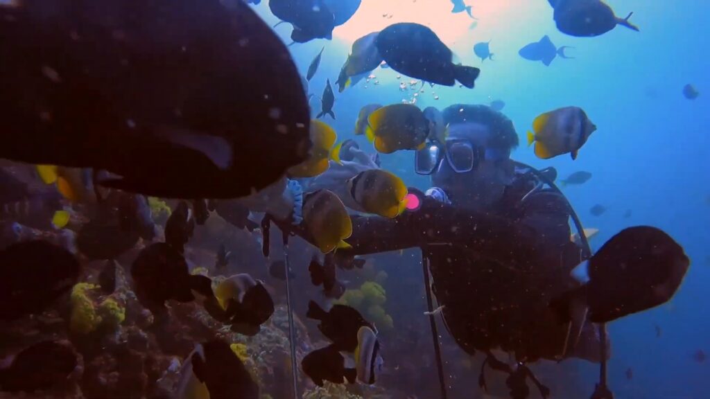 leisure dives